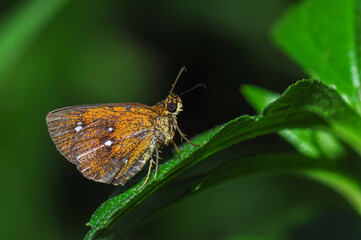 A butterfly(Hesperiidae) stops on a leaf
