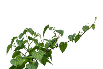 Betel leaves, Greenery plants isolated on white background have clipping path