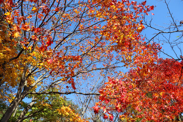 紅葉 もみじ 色とりどり 秋 カラフル