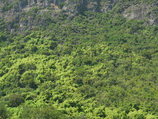 Fototapeta na wymiar Gray cliff and green leaf bushes of trees in the forest on limestone mountain, Thailand
