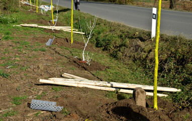 trees in the alley by the road. trees in a row are planted in a hole. the worker hand-gloved,...