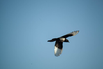 Bird in flight