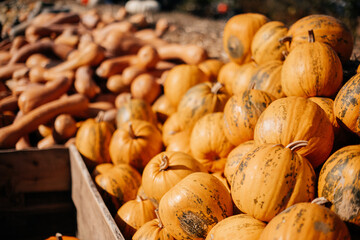 
Happy autumn pumpkin in the park
