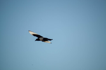 Bird in flight