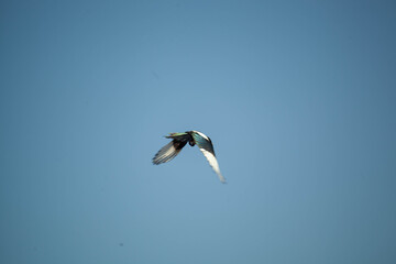 Bird in flight
