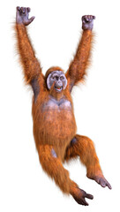 Fototapeta premium 3D Rendering Orangutan on White