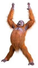 Naklejka premium 3D Rendering Orangutan on White