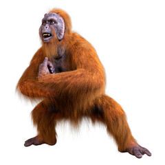 3D Rendering Orangutan on White © photosvac