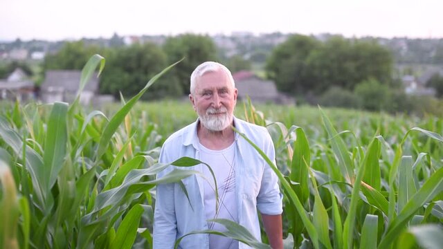 Portait Elderly Farmer In The Jeans Shirt On The Cornfield