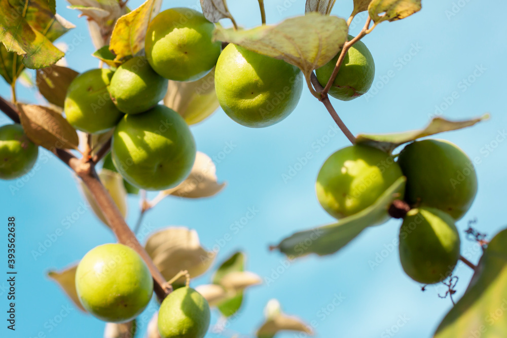 Wall mural green jujube hanging on tree with sunlight in the garden on blue sky background.