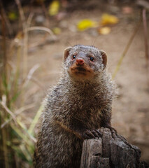 An inquisitive Mongoose on it´s hind legs.