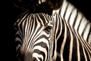 Fototapeta na wymiar A portrait of a Zebra