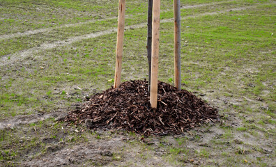 planting trees in an alley along a ditch by the road. trees in a row are planted in pits. they are...