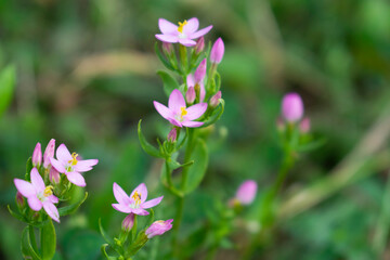Natural Background.Beautiful Little Wild Pink Flowers