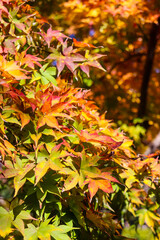 紅葉 赤い カラフル もみじ グラデーション オレンジ