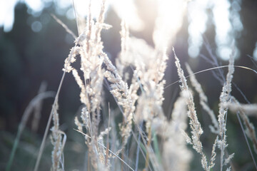 Dry grass in the sun with bokeh