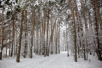 Fototapeta premium Winter snowy forest.