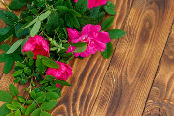 Pink flowers of dog rose on wooden background. Copy space