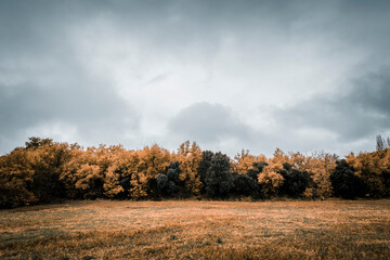 Fototapeta premium Trees in autumn in nature on a foggy day