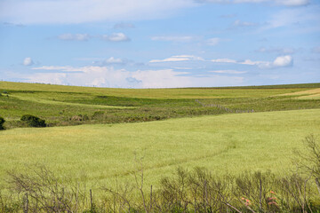 Rural landscape and fields sown with ryegrass and in the background the blue horizon