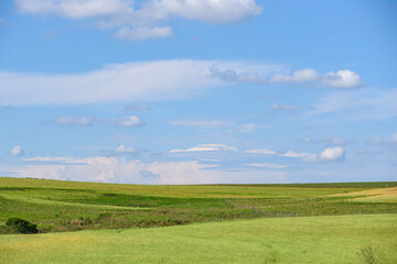 Fototapeta premium Rural landscape and fields sown with ryegrass and in the background the blue horizon