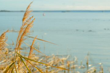 ears of wheat against the blue sky. Phragmites on the background of the sea. reed tier, reed seeds. Abstract natural background. Minimalistic, stylish, trendy concept.