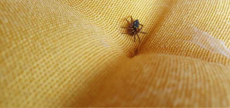spider in yellow  cushion