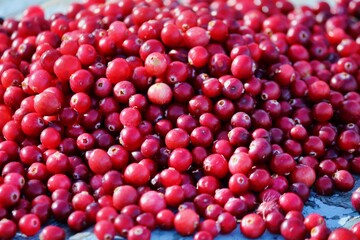 Red ripe cranberries on a wooden surface outdoors in sunlight. Cranberry berries in sunlight.