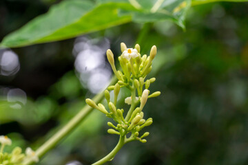小笠原　パパイヤの花