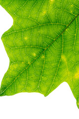 小笠原　パパイヤの葉