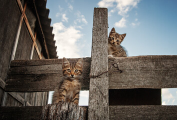 Beautiful gray cats sitting on the fence.