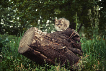 tabby grey cat sitting on tree stump looking at camera
