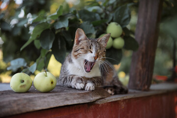 Yawning cat close up in blur background, sleepy cat, grey big cat
