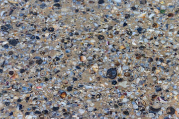 Background of the sea shells