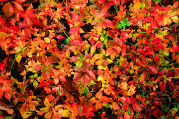 Natural fence. Tree leaves change color in autumn.