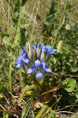 Summer inflorescence of blue flowers gentian Gentianella caucasea in alpine herbs