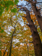 Fototapeta na wymiar Looking up at autumn leaves (Tochigi, Japan)