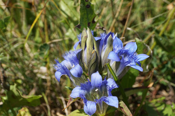 Close-up of Caucasian gentian Gentianella caucasea with blue flowers in summer forbs