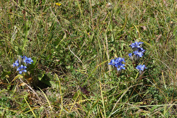 Caucasian gentian Gentianella caucasea with blue flowers in alpine herbs