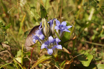 Summer Caucasian plant gentian Gentianella caucasea with blue flowers in alpine herbs