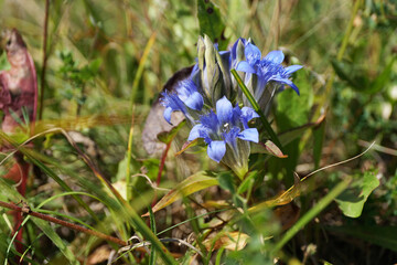 Close-up of Caucasian gentian plant Gentianella caucasea with blue flowers in summer forbs