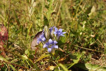 Summer Caucasian gentian Gentianella caucasea with blue flowers in alpine herbs