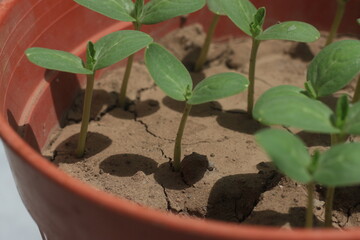 CUCUMBER SEEDLINGS