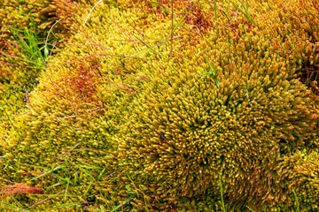 Icelandic green and red subpolar dense vegetation grown at the volcanic soil, Iceland, as a background for design.