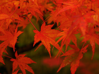 Red Japanese maple leaves (Tochigi, Japan)
