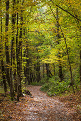 Pathway in the forest on the Kraiynaya Polyana. Sochi, Russia