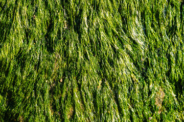 Close up of rocks full of wet green seaweed