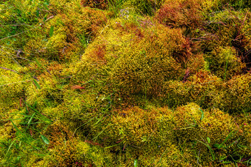 Icelandic green and red subpolar dense vegetation grown at the volcanic soil, Iceland, as a...