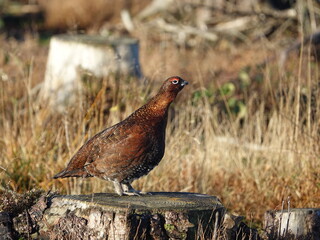 male red grouse (Lagopus scotica)