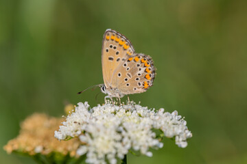 Fototapeta na wymiar Lycaenidae Polyommatus agestis Butterfly perched on top of a flower.